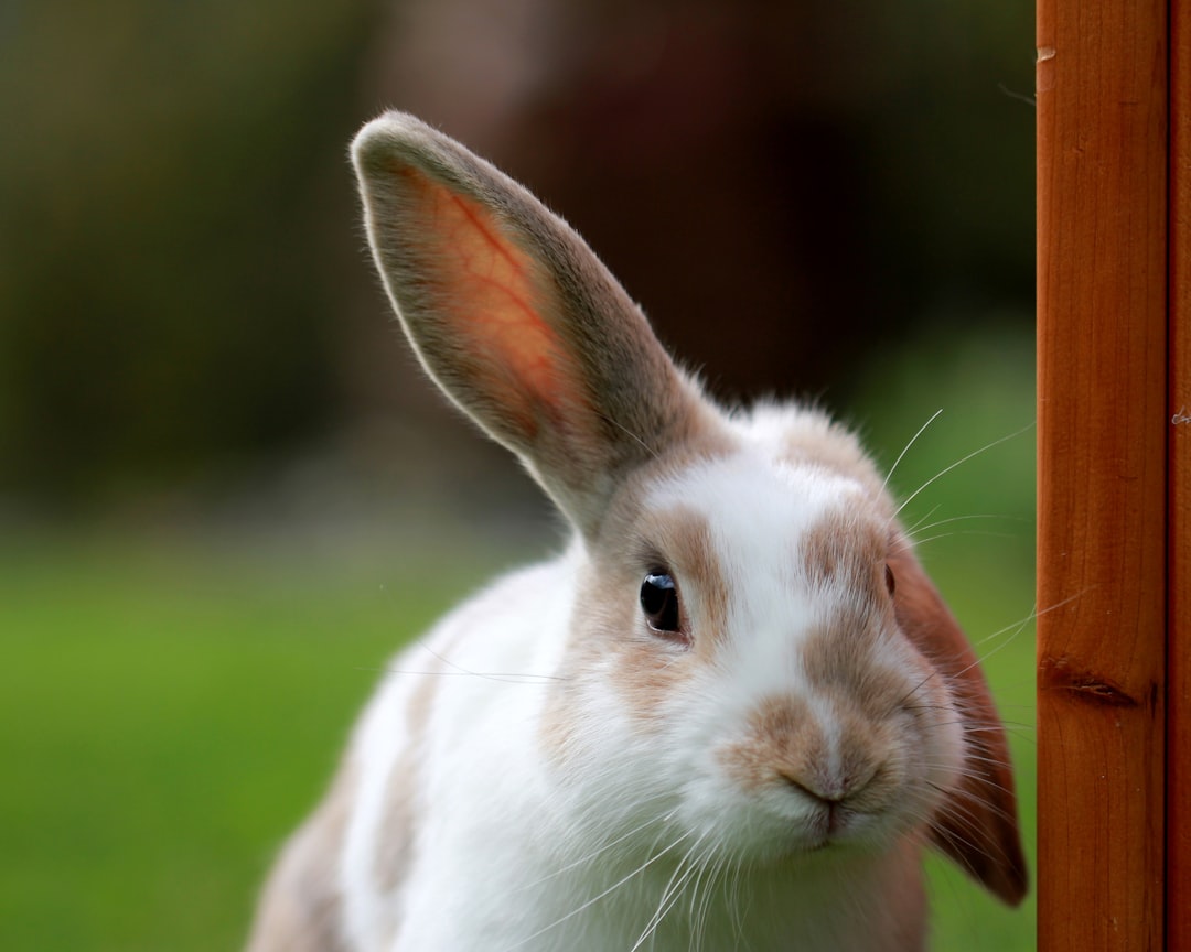 Photo Cute rabbit